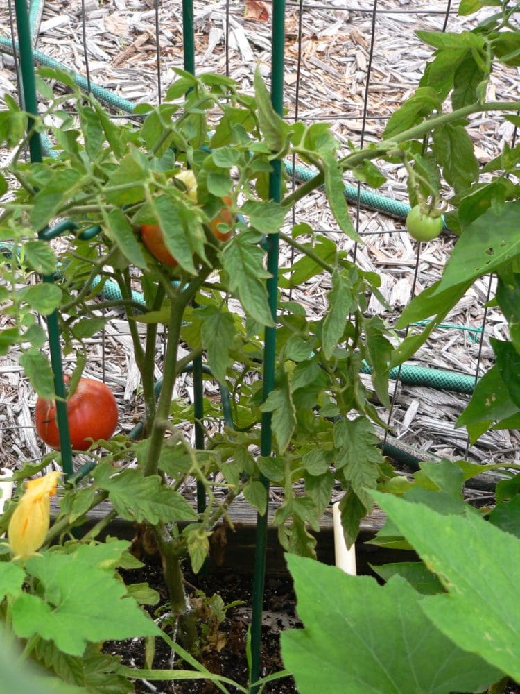 tomatoesripening