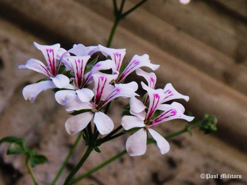 "Ornamental Flower 1" - Paul Militaru Photography