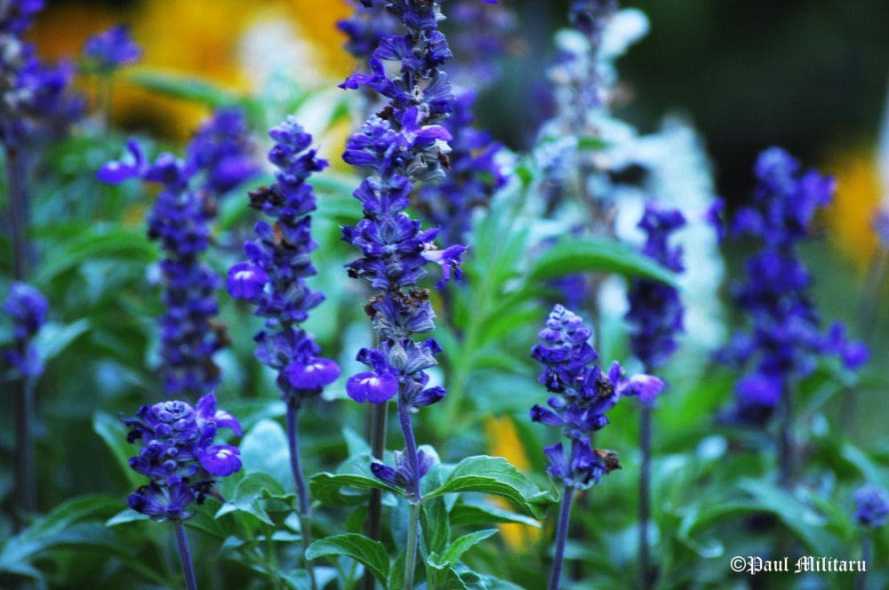 "Blue" - Paul Militaru Photography