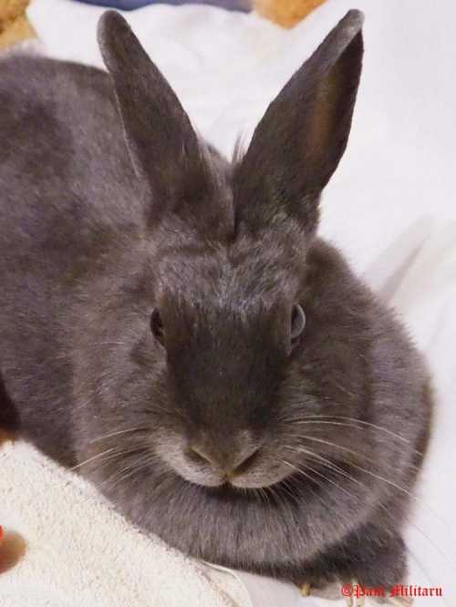 "Mona, My Friend" - Paul Militaru Photography