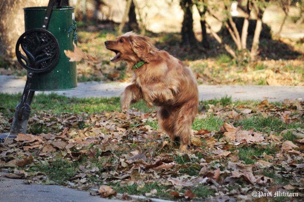 "Puppy at Play - 7" - Paul Militaru Photography