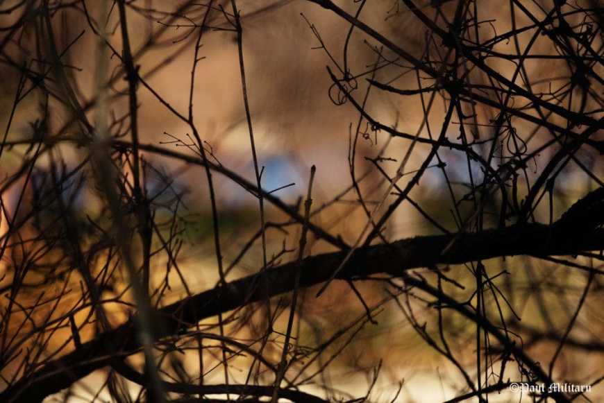 paul-contrasts-in-nature