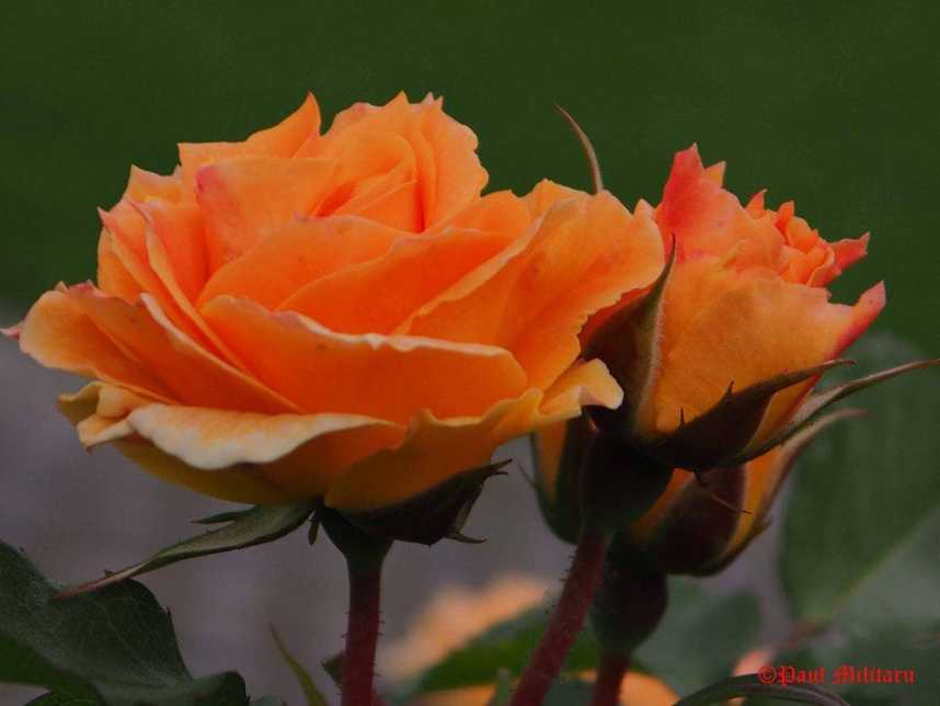 "Contraste Love" - Paul Militaru Photography