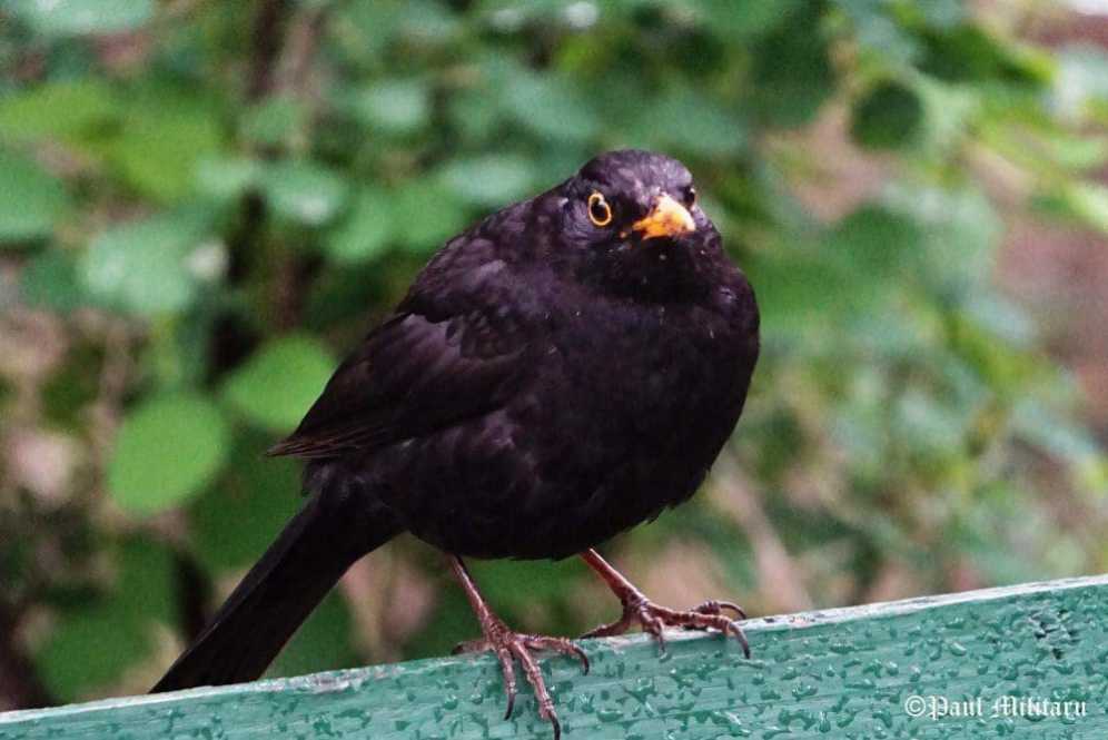"A Curious Blackbird" - Paul Militaru Photography