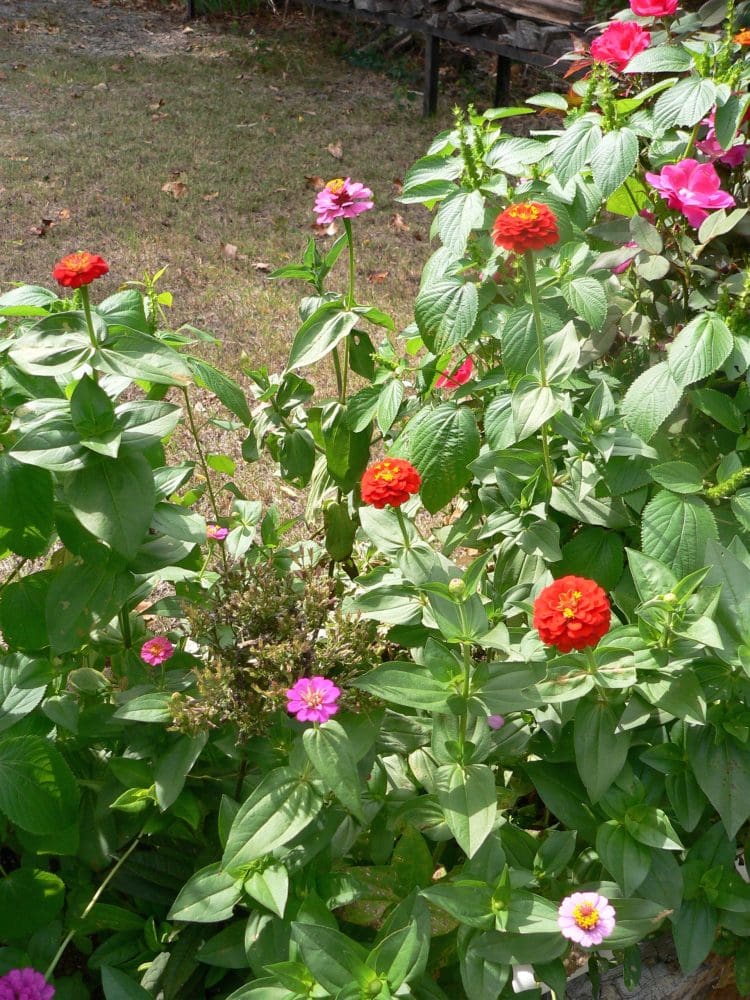 zinnias3