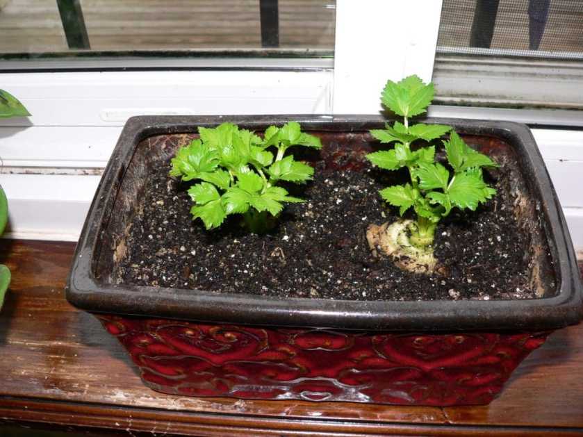 celeryplants1
