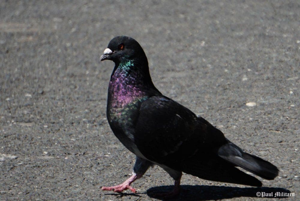 "Dove" - Paul Militaru Photography