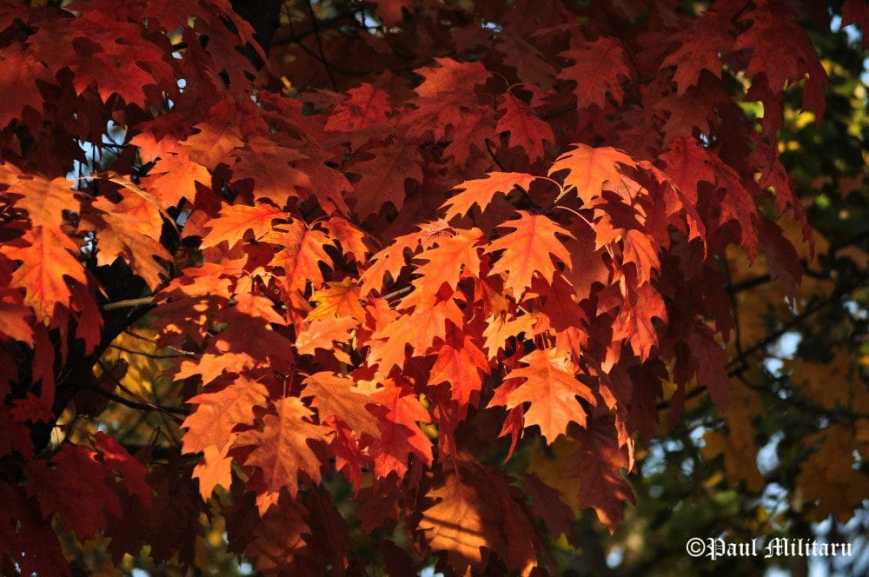 fall-autumn-memories-and-hopes-paul