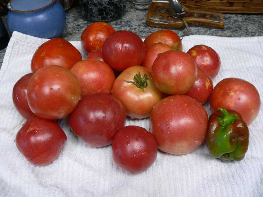 tomatoharvest20160711-2