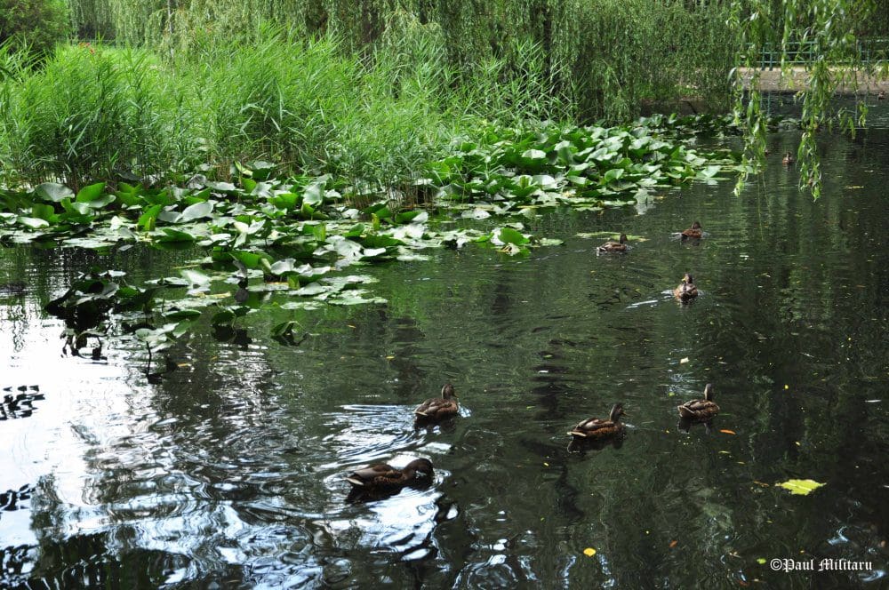 "Race on the Lake" - Paul Militaru Photography