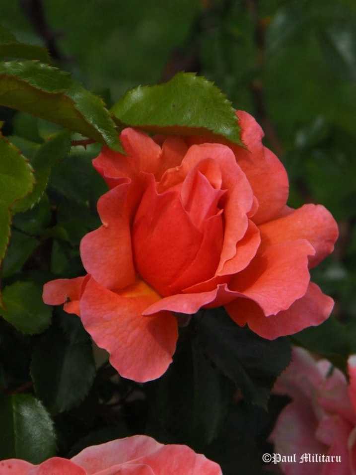 "Eternal Rose" - Paul Militaru Photography