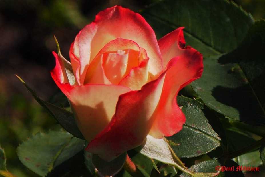 paul-waltz-with-rose