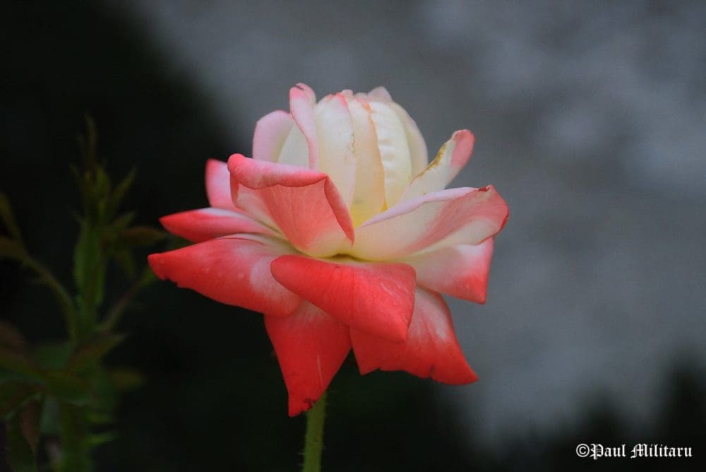 paul-vivid-color-palette-of-an-unknown-painter5