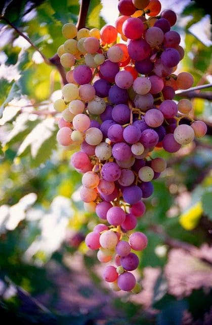 Rose Ceraudo via Ariaa Jaeger via Google