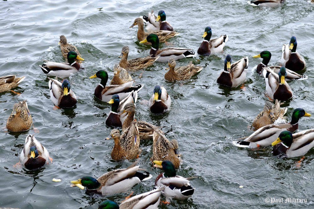"Ducks" - Paul Militaru Photography