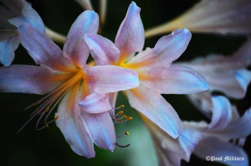 paul-light-purple-lily