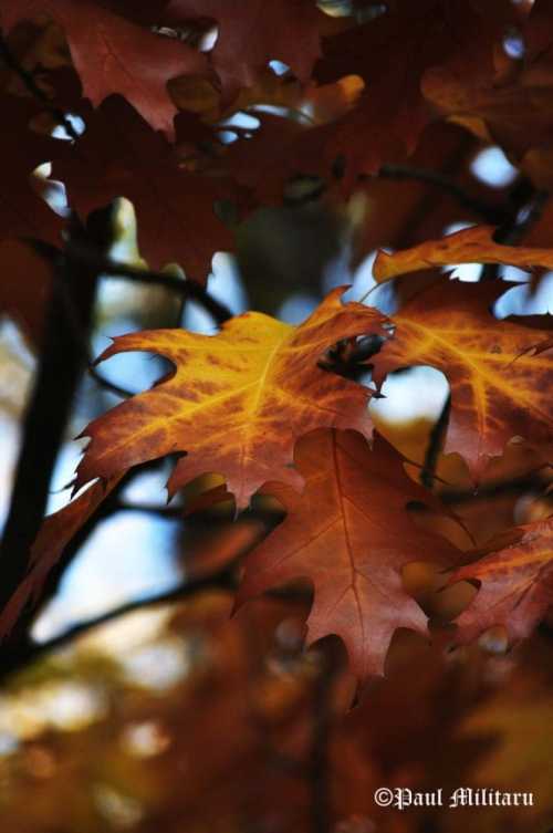 fall-forefront-rust-paul