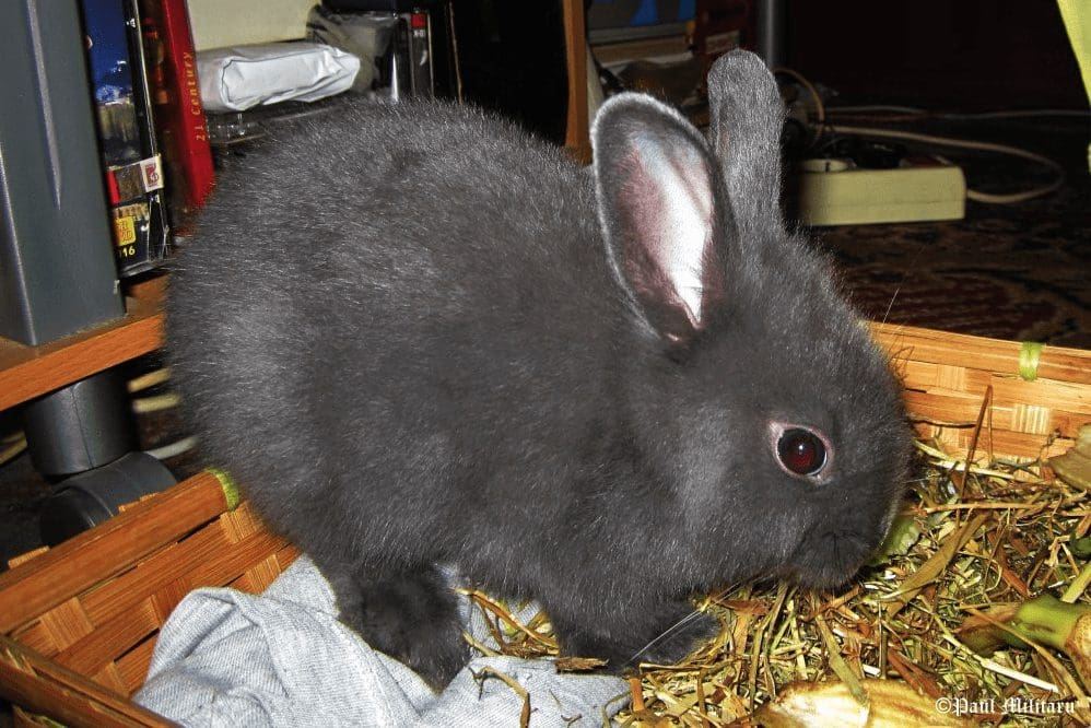 "Mona, When She Was a Baby" - Paul Militaru Photography