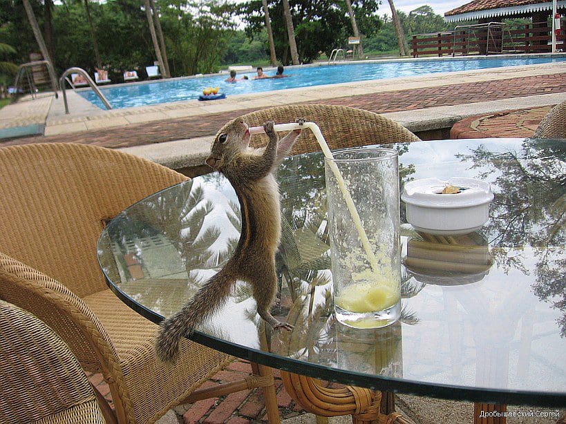 Ed Steer Gold and Silver