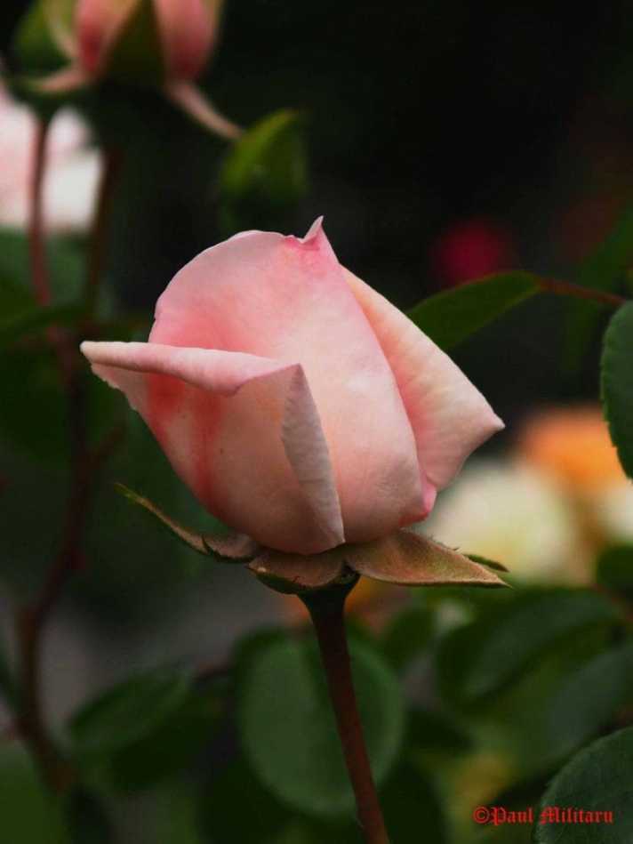 "Pink, White, Yellow, Orange" - Paul Militaru Photography