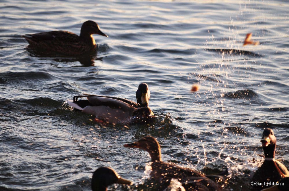 "Ducks" - Paul Militaru Photography