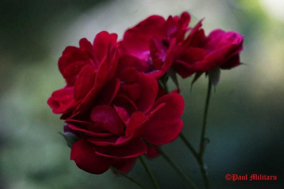 "Fire Roses For You" - Paul Militaru Photography