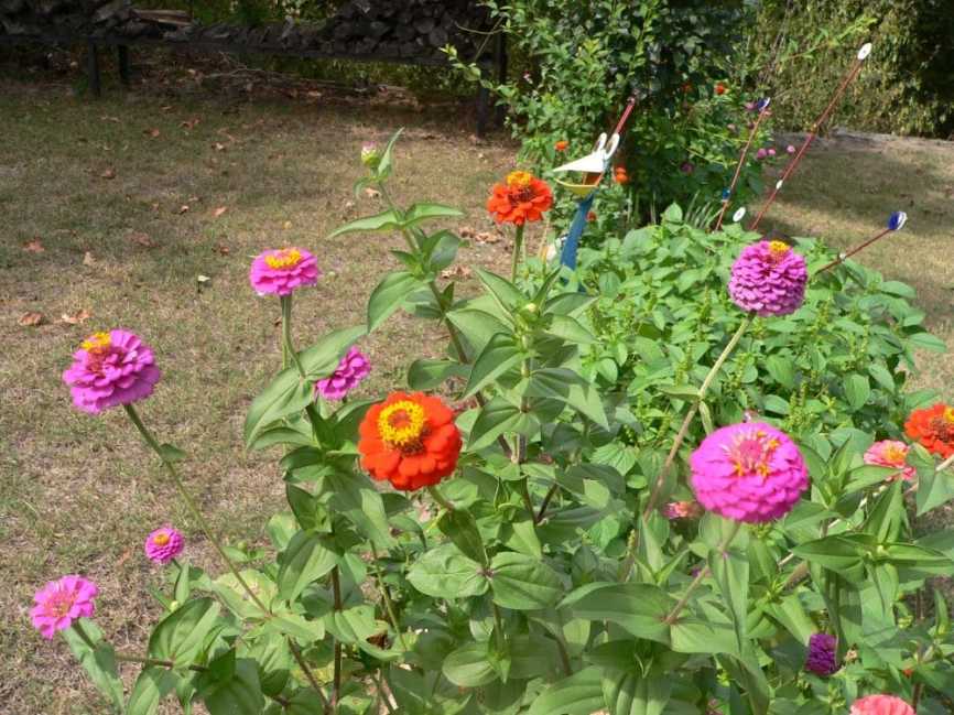 zinnias1