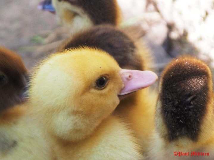 "Profile Star - Yellow Baby Duck" - Paul Militaru Photography