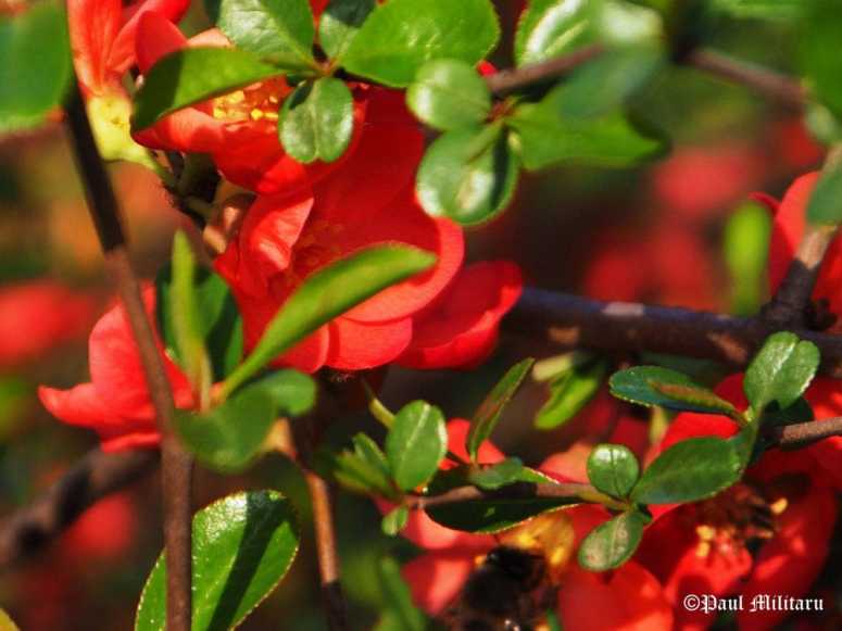 "Colors: Red and Green" - Paul Militaru Photography