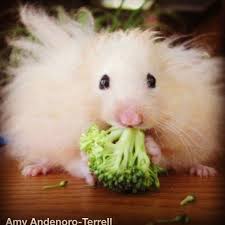 Amy Adenoro Terrell-www.keyword-suggestions.com