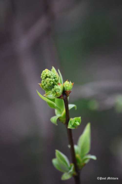 "New Life" - Paul Militaru Photography