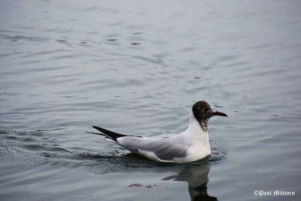 "Seagull" - Paul Militaru Photography