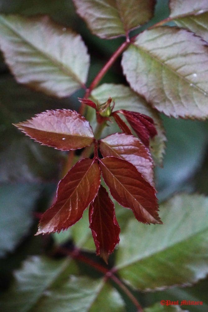 "Red Leaves 1" - Paul Militaru Photography