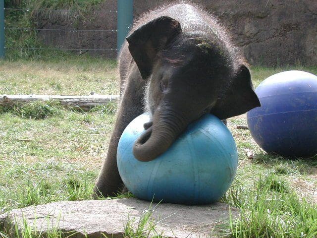 The Fitness Explorer