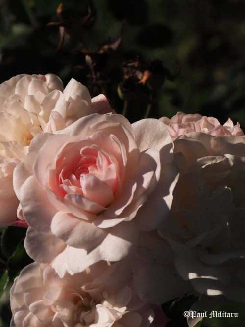 paul-pink-roses