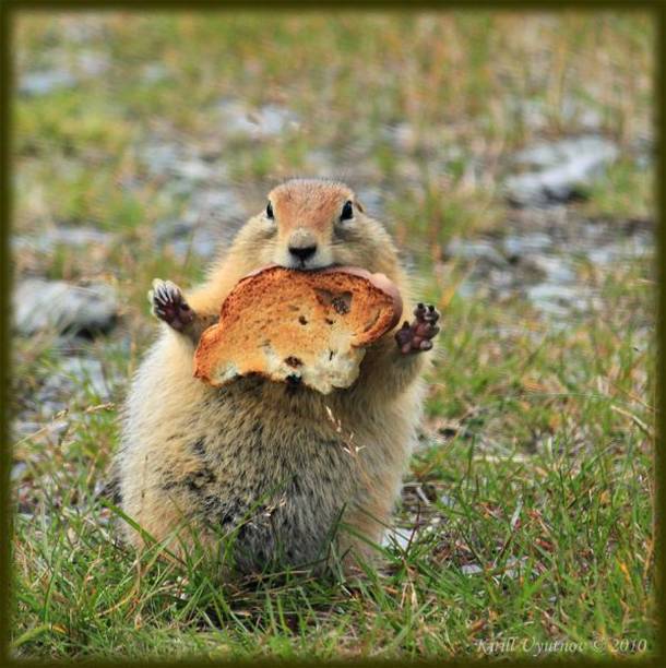 Funny Animals Pictures Images