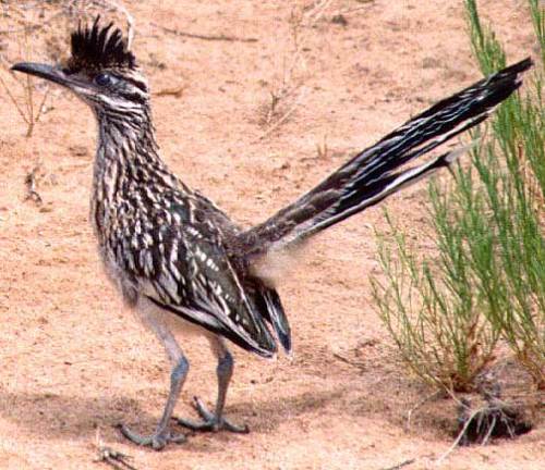 riches-roadrunner-factzoo-com