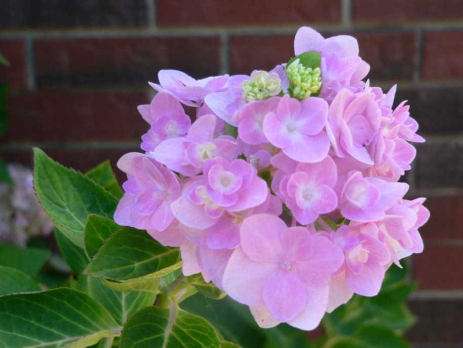 f-pinkhydrangea
