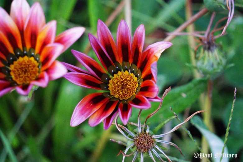 gazania-2-paul