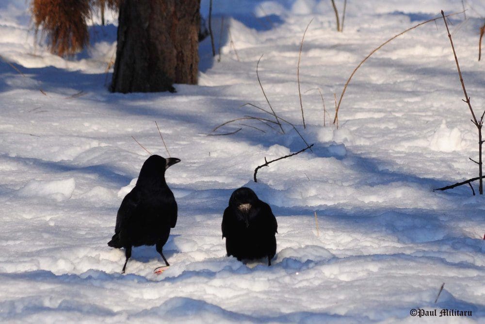 "Heated Discussion Between Two Crows in the Snow" - Paul Militaru Photography
