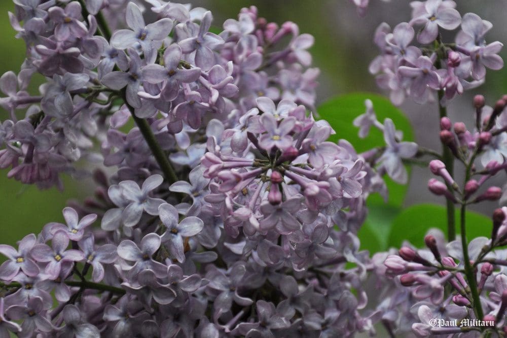 "Purple Lilac" - Paul Militaru Photography