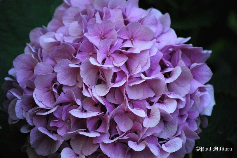 "Ball of Flowers - Hydrangea" - Paul Militaru Photography