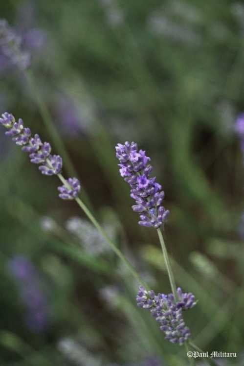 "Lavender" - Paul Militaru Photography