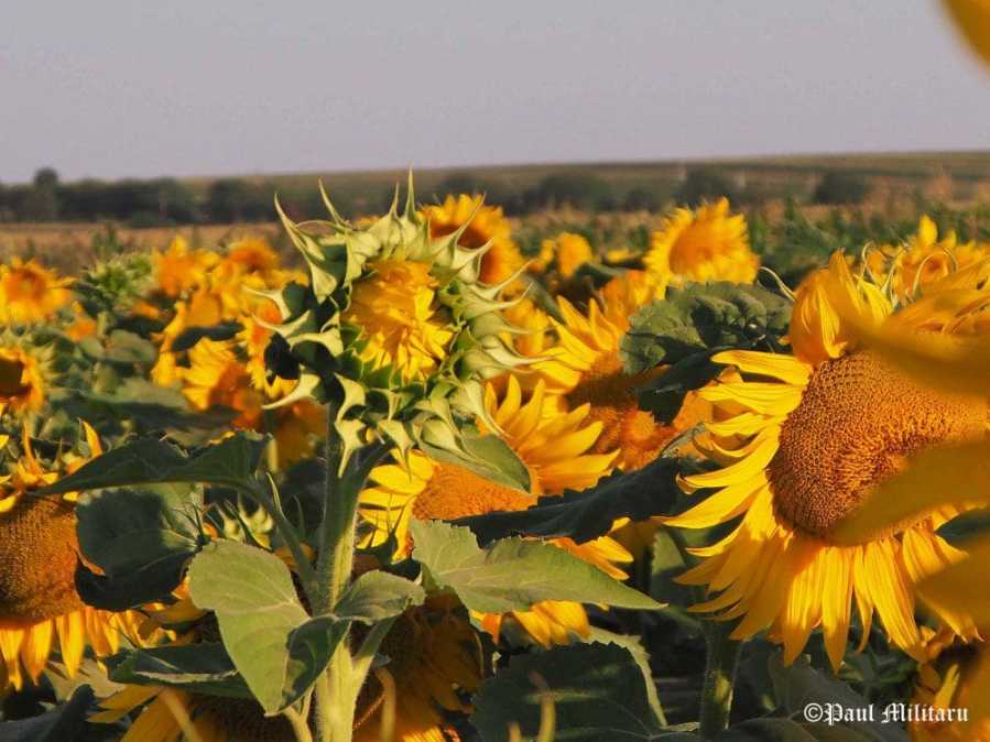 "Sunflower" - Paul Militaru Photography