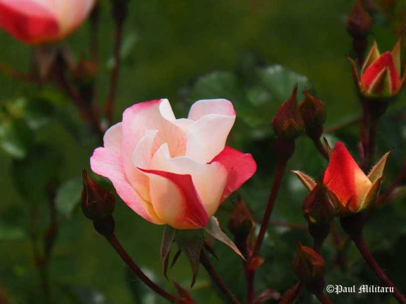 "Fragrant Beauty" - Paul Militaru Photography