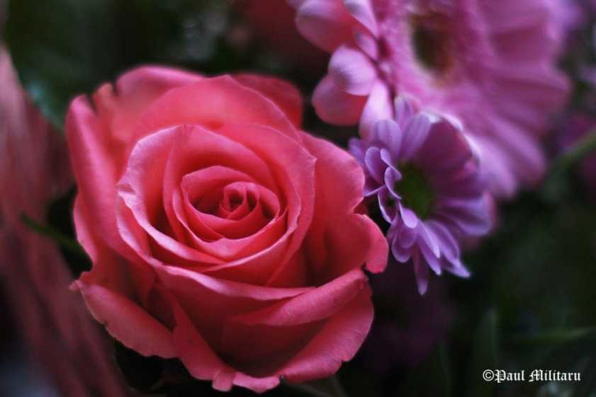 "Purple and Red" - Paul Militaru Photography