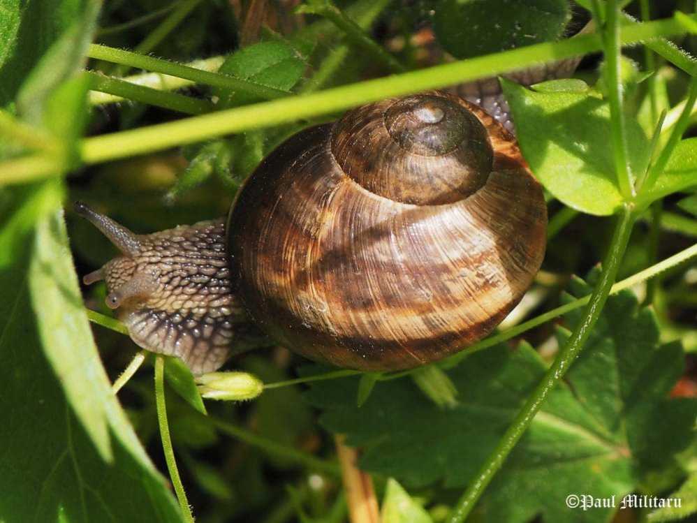 "Snail's Pace" - Paul Militaru Photography