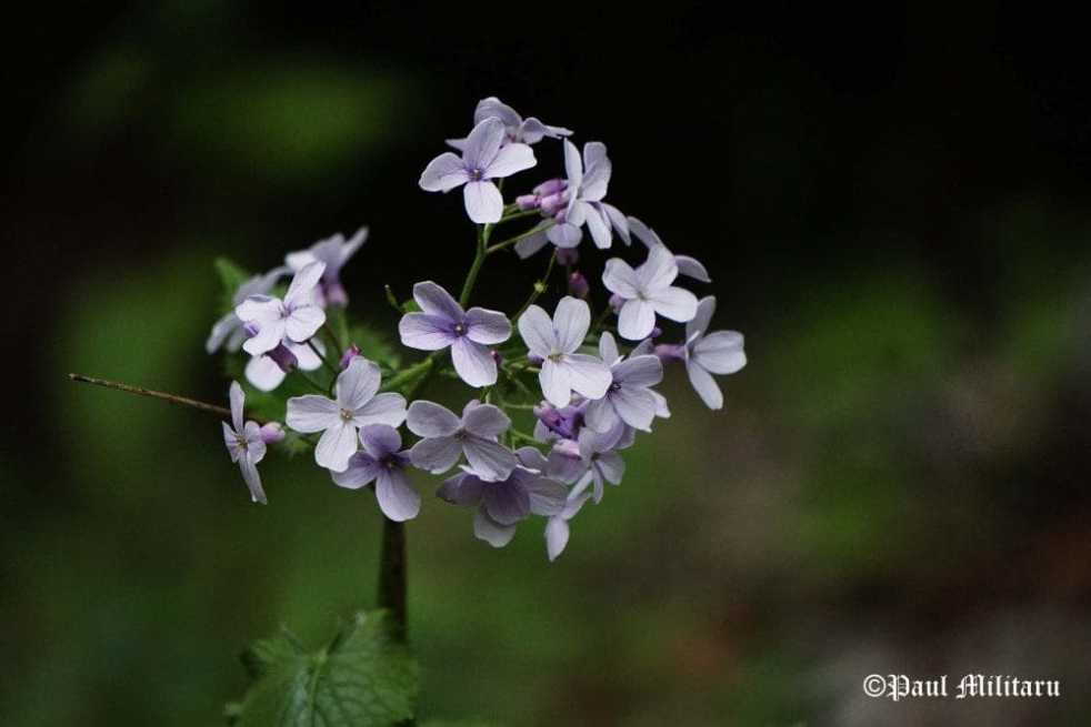 "Mountain Flora 3" - Paul Militaru Photography