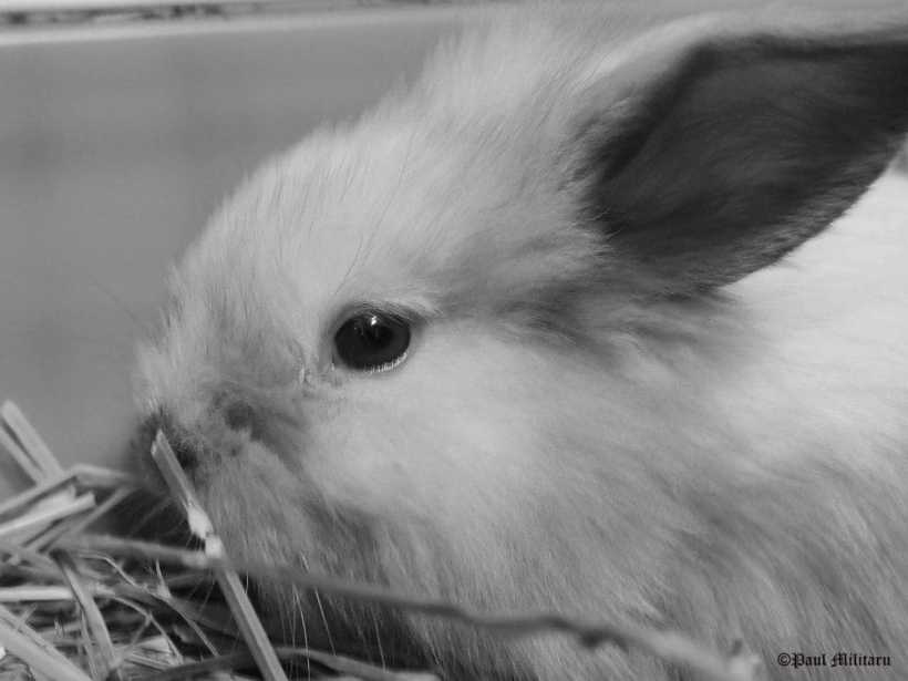 paul-puffy-when-was-kid