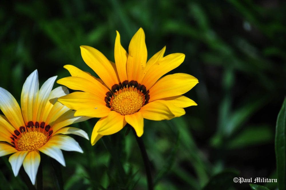 "Gazania 1" - Paul Militaru Photography